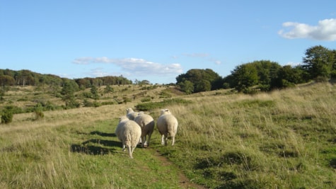 Schafe auf dem Feld