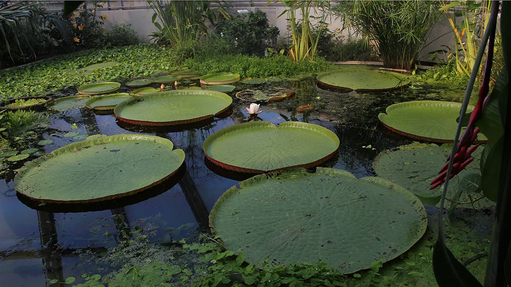 Giant waterlilies in the tropical houses at the Botanical Garden