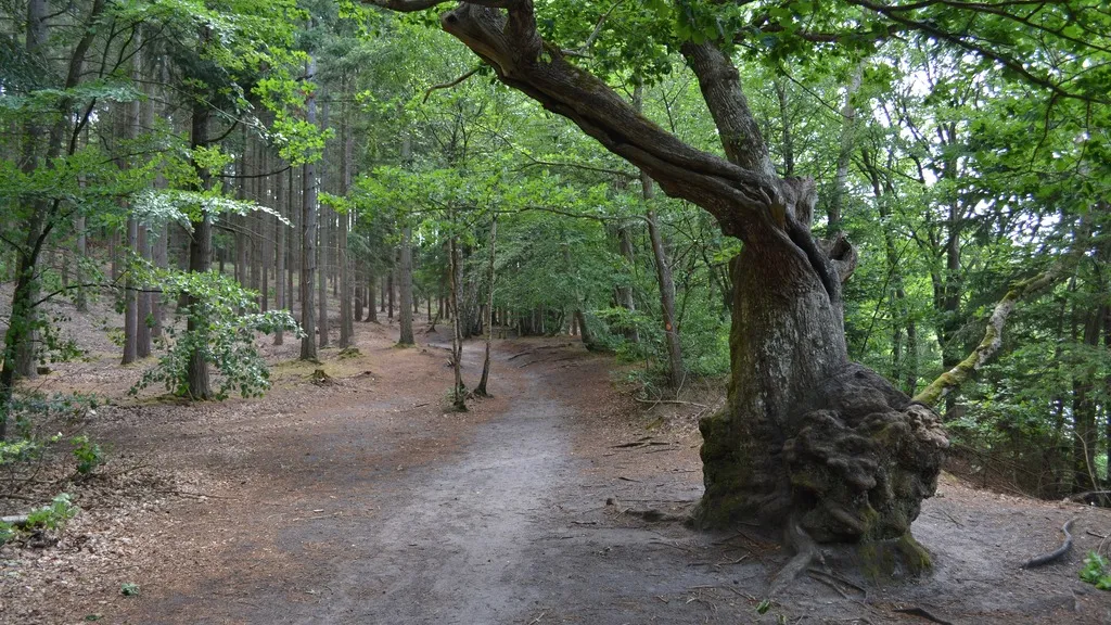 Path along the Almind lake