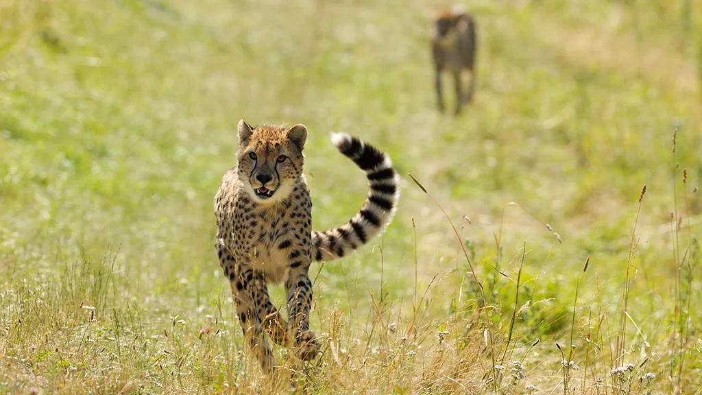 Ree Park Safari cheetah