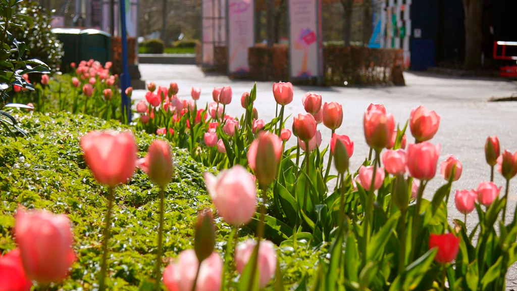 Tivoli Friheden blomsterfestival