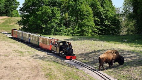 Tog i Ree Park Safari med bison ved sporet