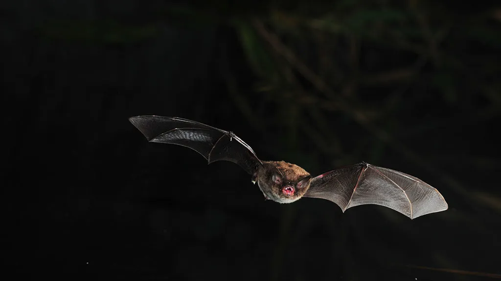 Overvintrende Flagermus i Mønsted Kalkgruber