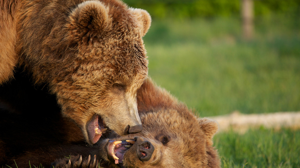 Skandinavisk Dyrepark