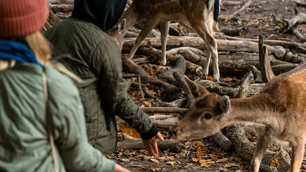 Marselisborg Dyrehave Aarhus