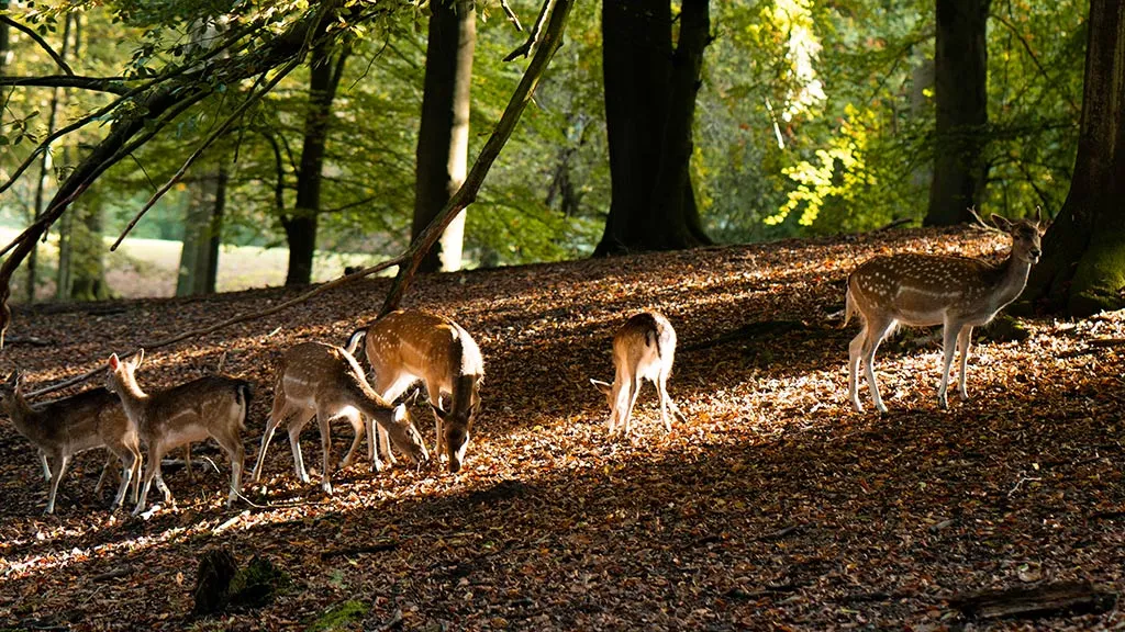 Marselisborg Dyrehave Aarhus