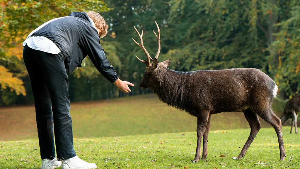 Marselisborg Dyrehave Aarhus