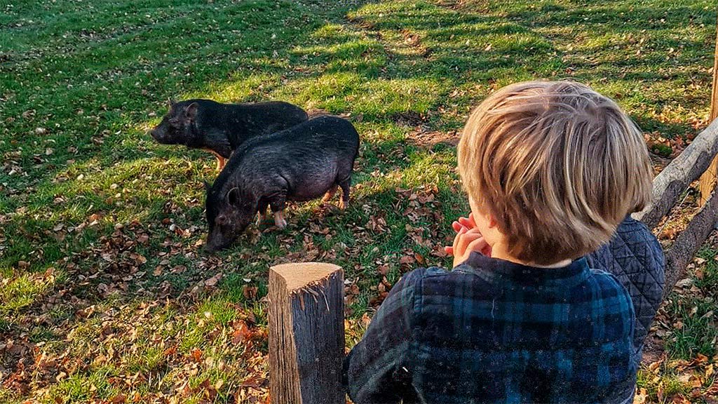 Mød dyrefamilien på Stougaarden