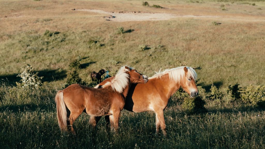 The mountain stage on the Mols Bjerge trail