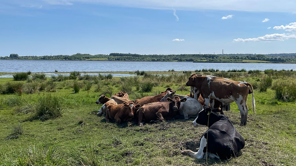 Cows enjoying life at Egå Engsø