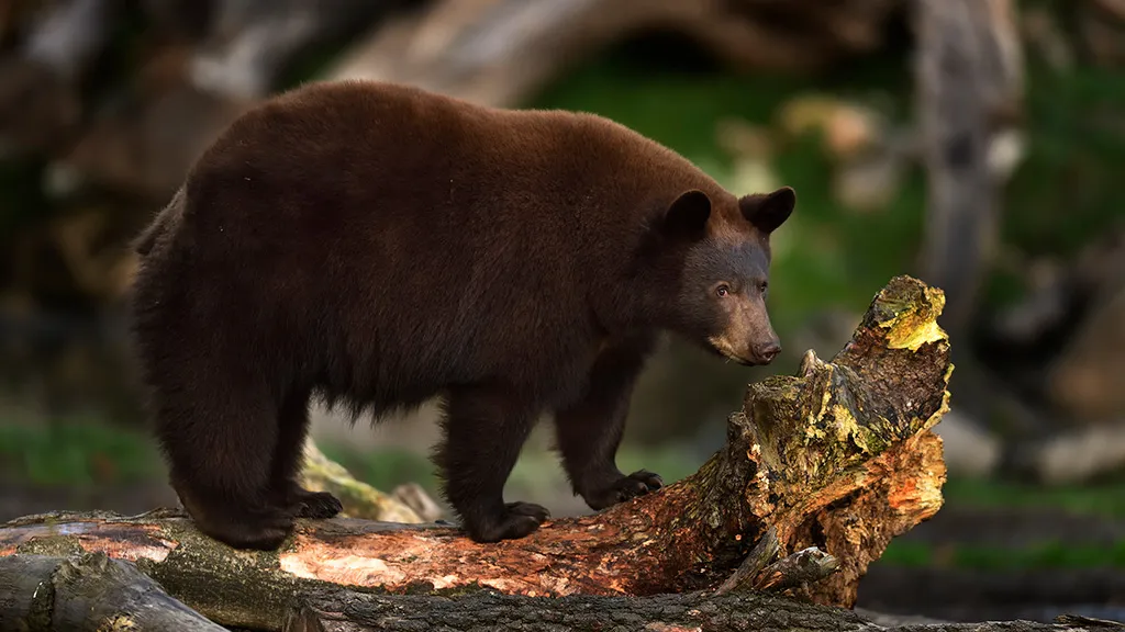 Brown Bear enjoying autumn at Ree Park Safari
