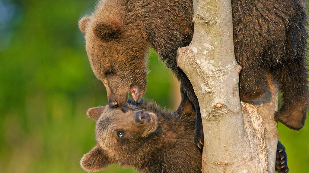 Brunbjørneunger leger i Skandinavisk Dyrepark