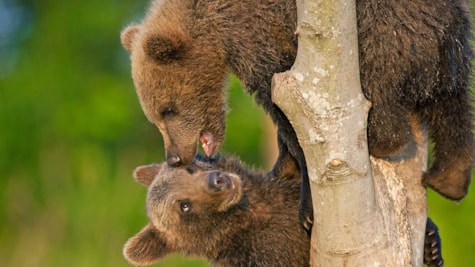 Brunbjørneunger leger i Skandinavisk Dyrepark