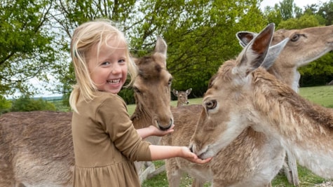 Fodring af Dådyr i Skandinavisk Dyrepark