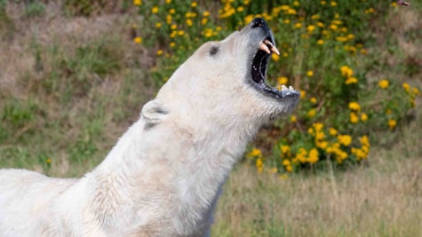 Fodring af Isbjørne i Skandinavisk Dyrepark