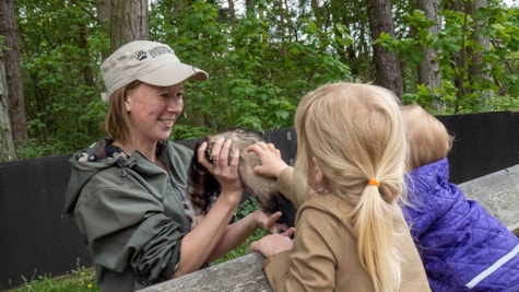 Børn oplever Ilderfremvisning i Skandinavisk Dyrepark