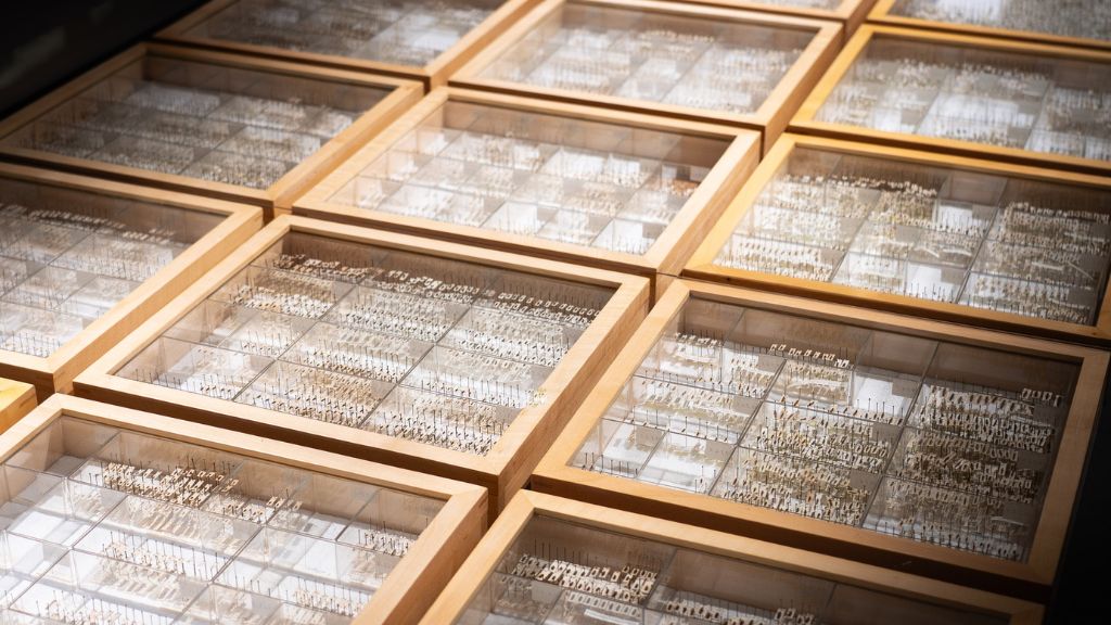 Udstillingen BEETLES på Naturhistorisk Museum