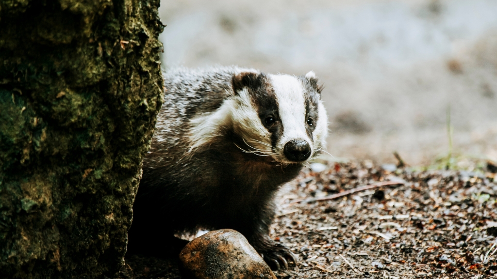 AQUA Akvarium & Dyrepark grævling
