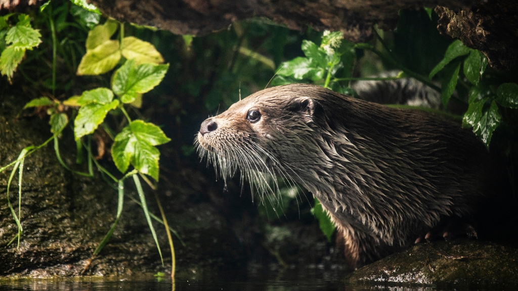 AQUA Akvarium & Dyrepark odder