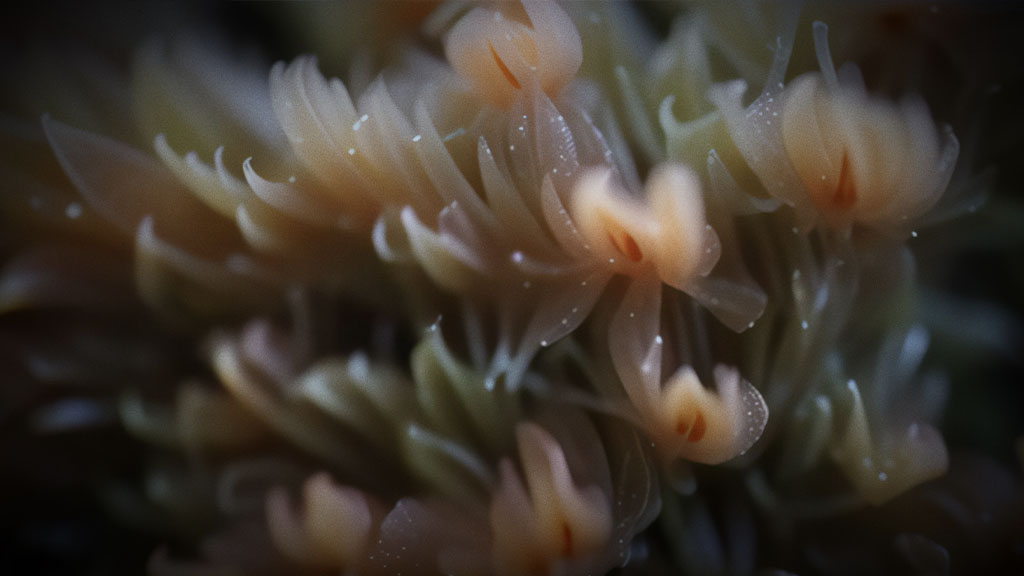 Each Branch Of Coral Holds Up The Light Of The Moon