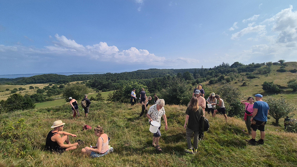 Frøsankning i Mols Bjerge