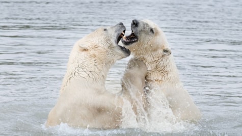 Skandinavisk Dyrepark