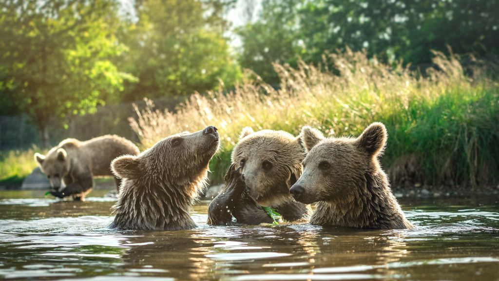 Skandinavischer Tierpark