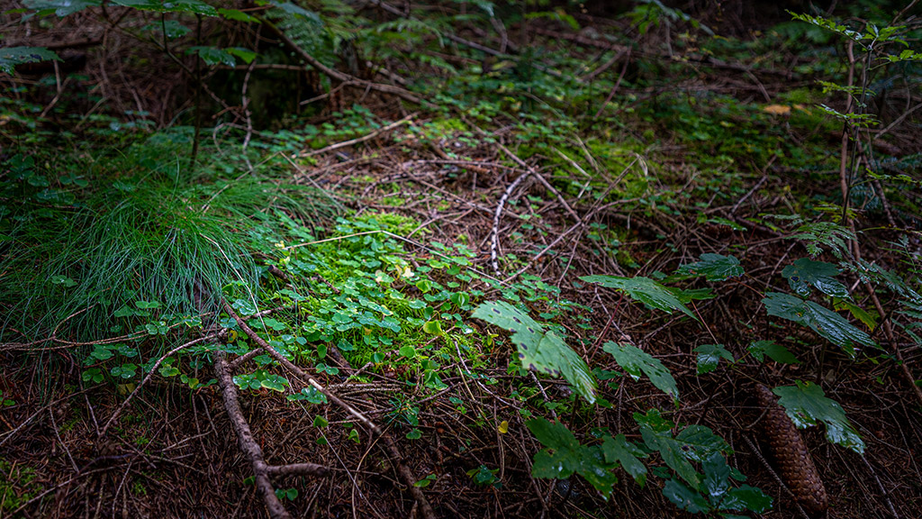 Nature around Bryrup in the Lake District Søhøjlandet