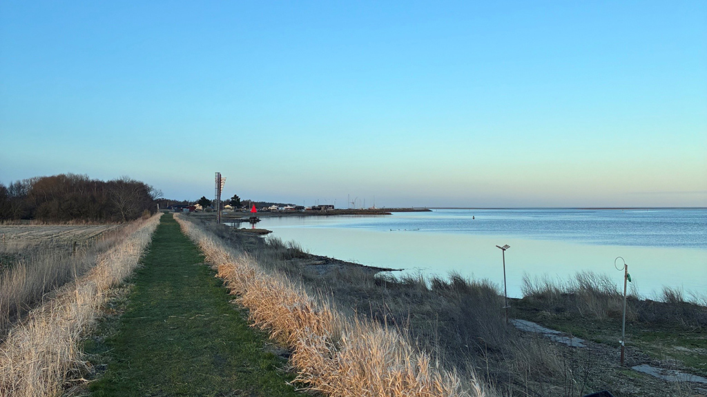 Stierne ved Udbyhøj på Randers Fjord Stien