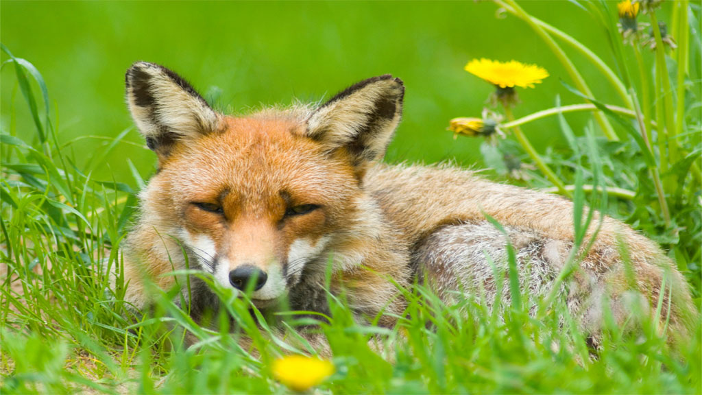 Overnight stay in a Lavvu at Scandinavian Wildlife Park