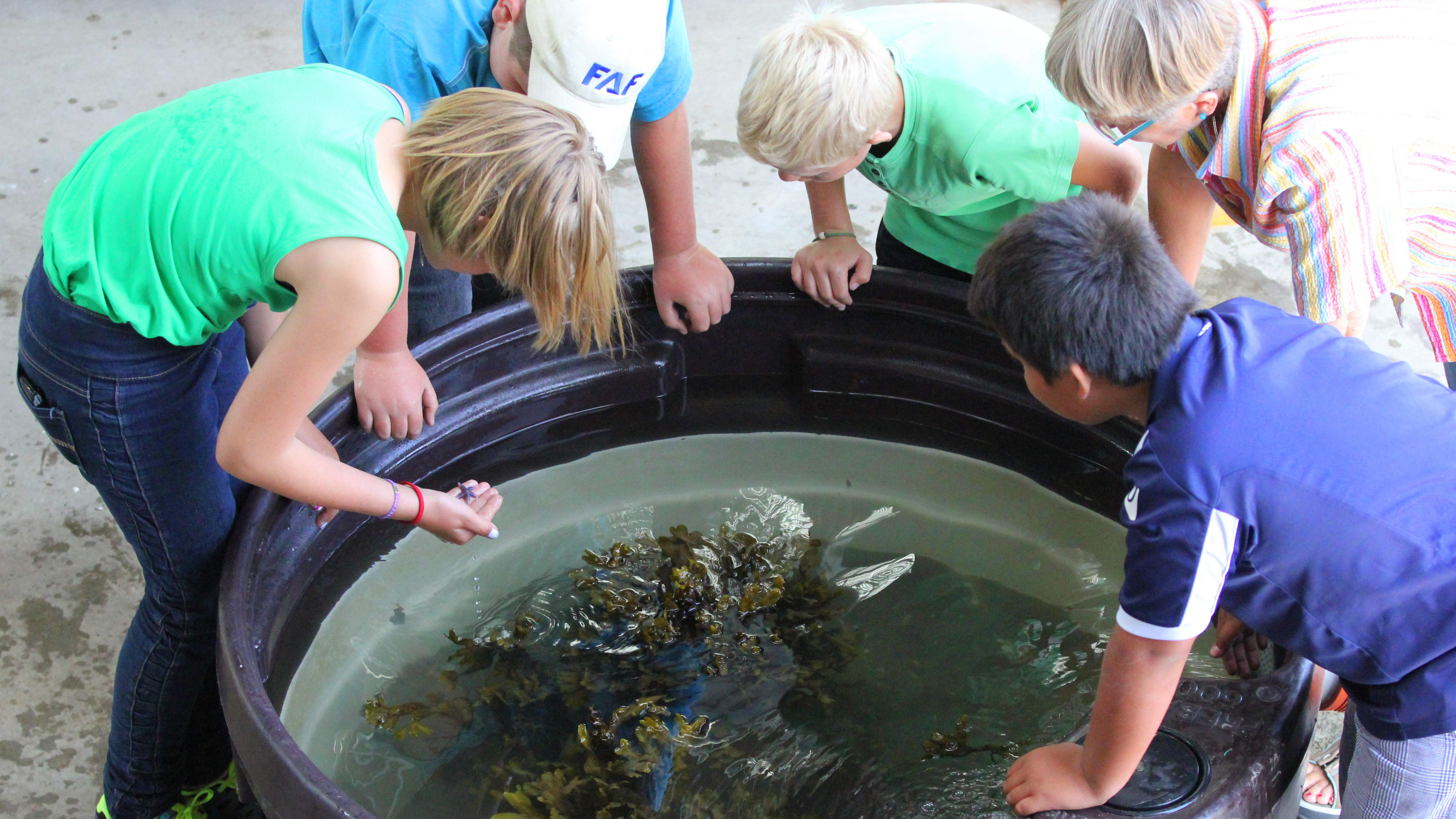 Søstjernen bliver inspiceret af eleverne.