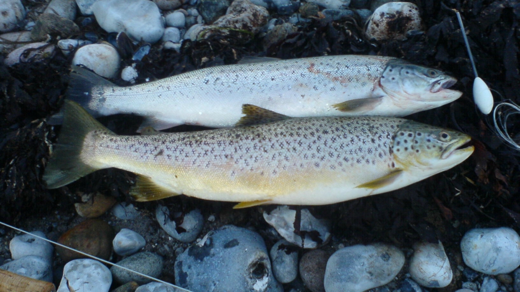 Sea trout weekend