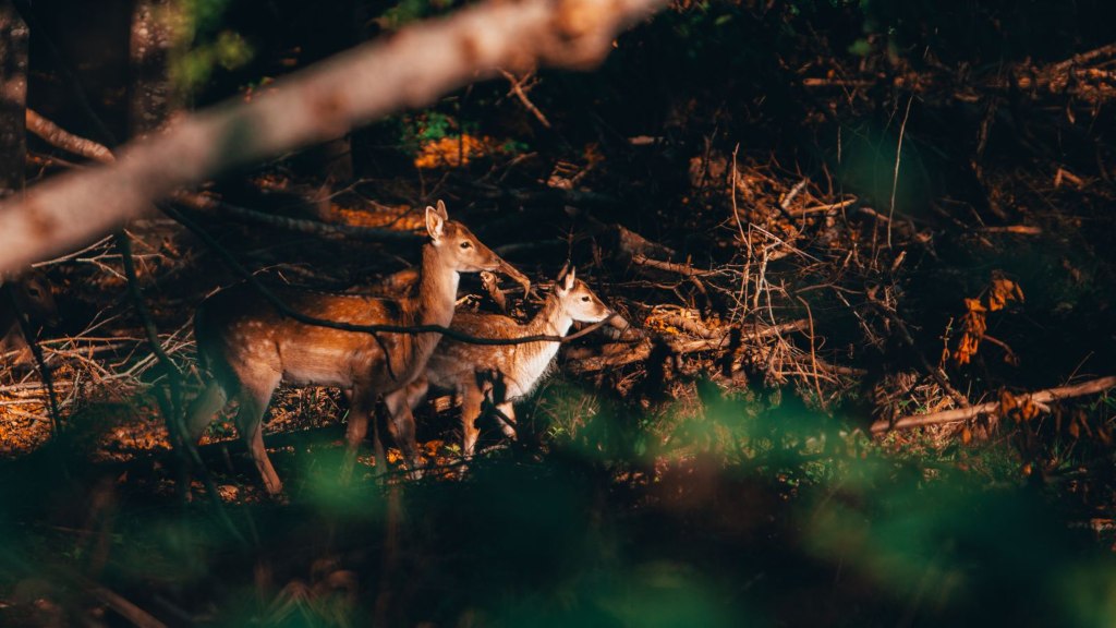 Efterårsferie på Ærø i Det Sydfynske Øhav