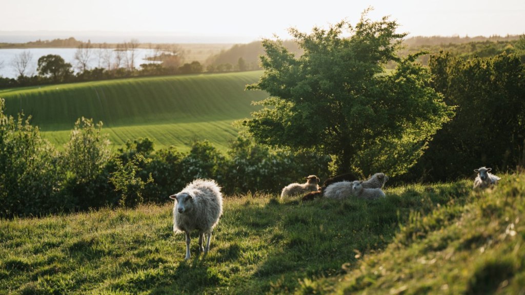 Efterårsferie på Ærø i Det Sydfynske Øhav
