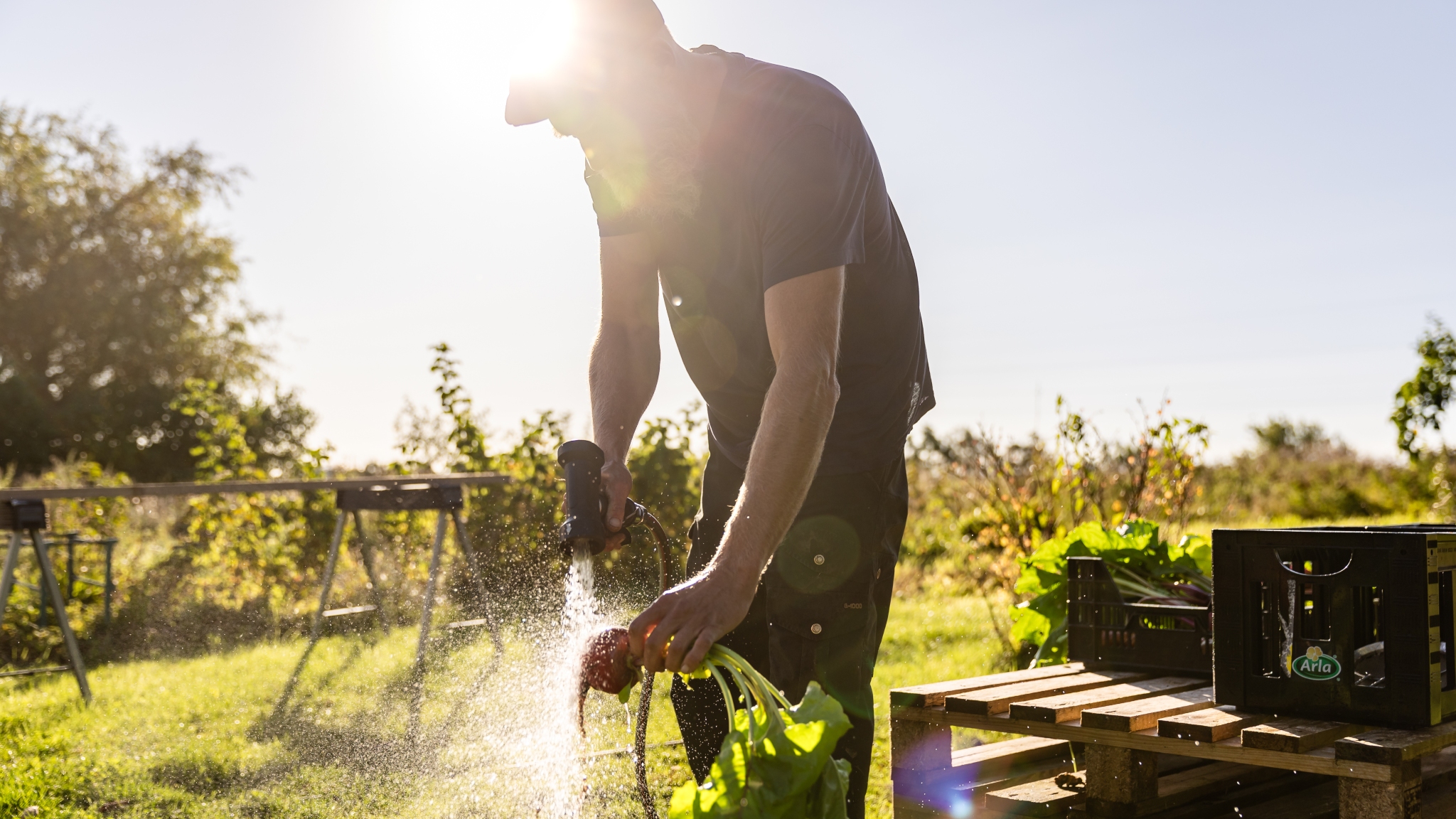 Mad, oplevelser og lokal grønt på Ærø