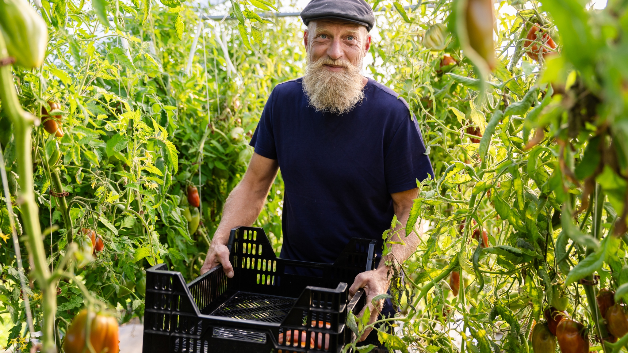 Mad, oplevelser og lokal grønt på Ærø