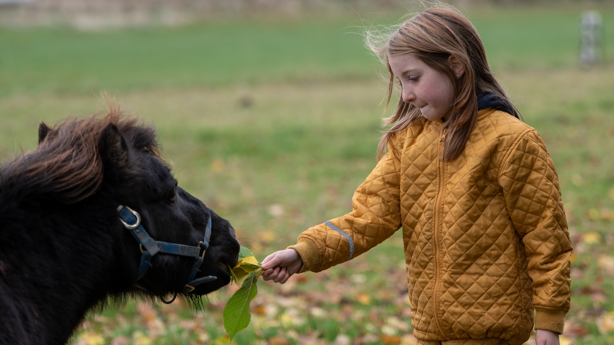 Ponyridning