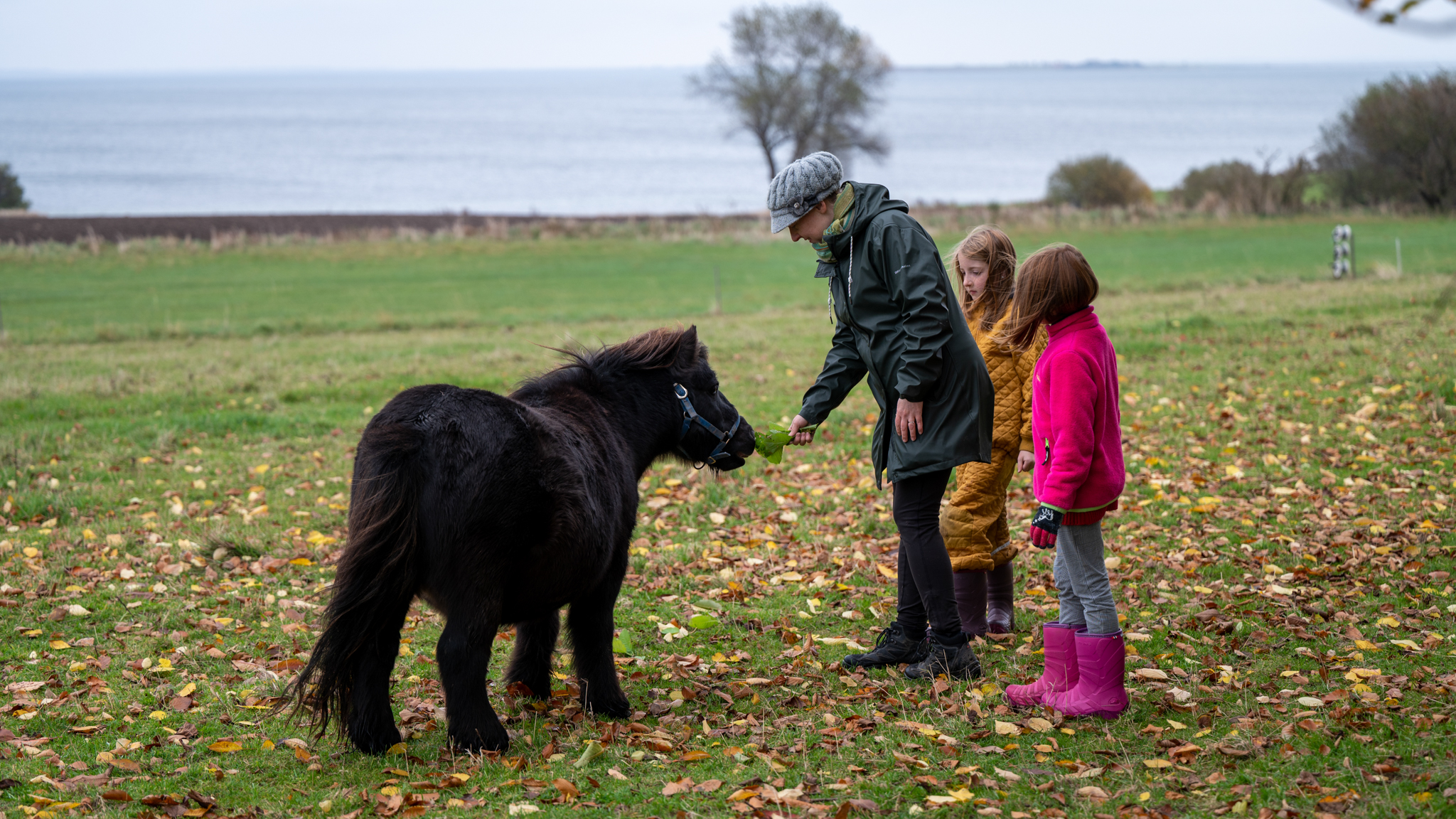 Ponyridning