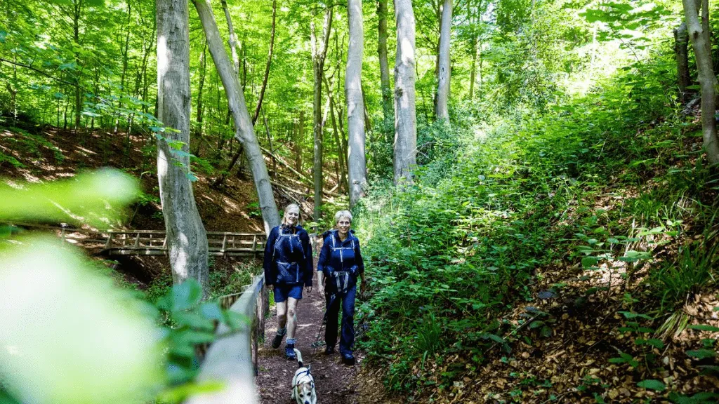 Two dogs with backpack and dog take a hike in the woods
