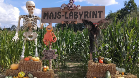 Indgang majslabyrint