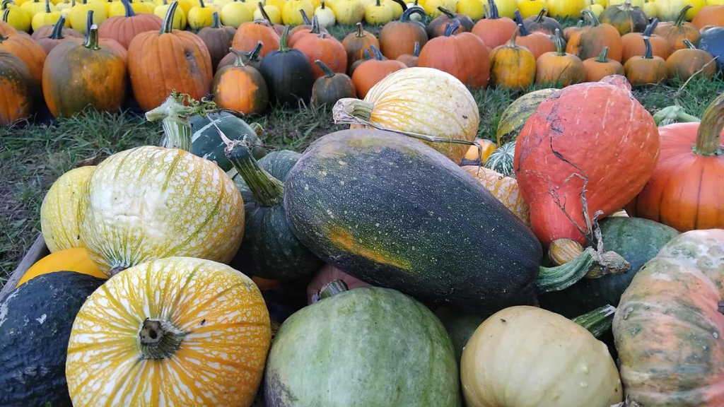 The pumpkin field in Bovrup