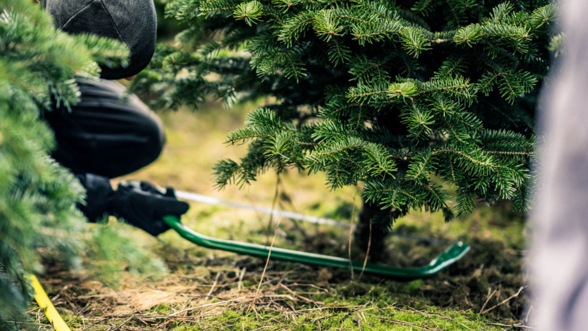 Baskær juletræsfældning