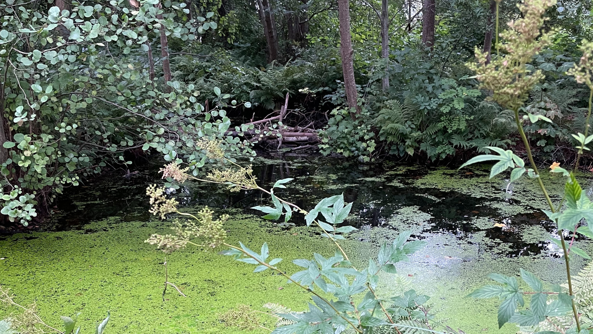 Anna Klindt Soerensen's garden