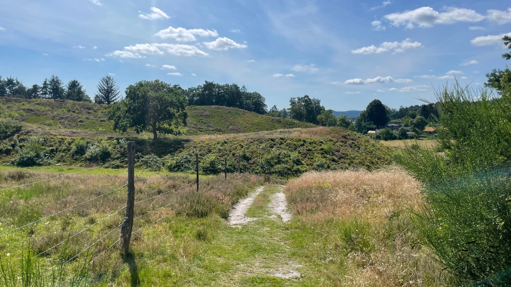 Lyngbakkerne i Gl. Rye med grøn natur