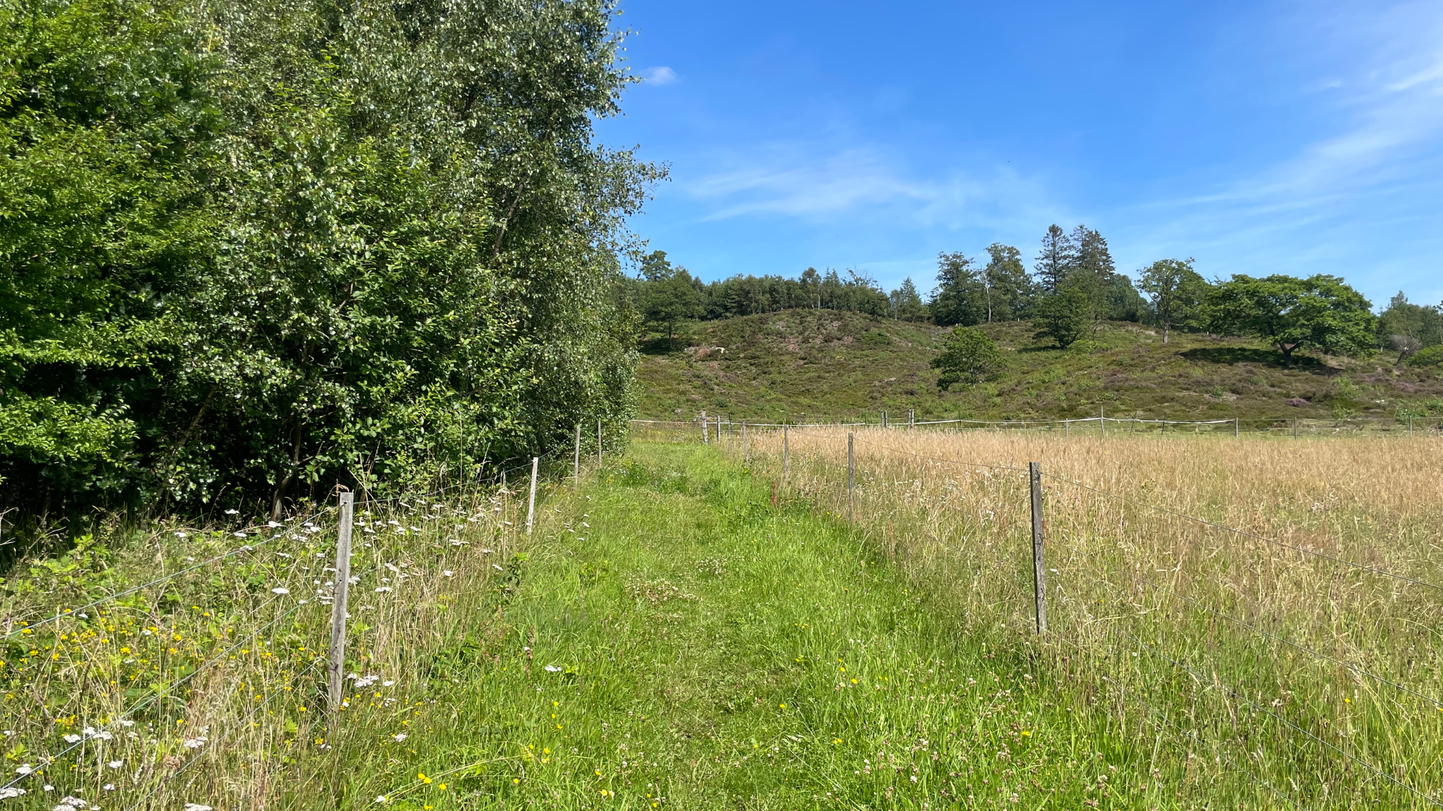 Lyngbakkerne i Gl. Rye med grøn natur