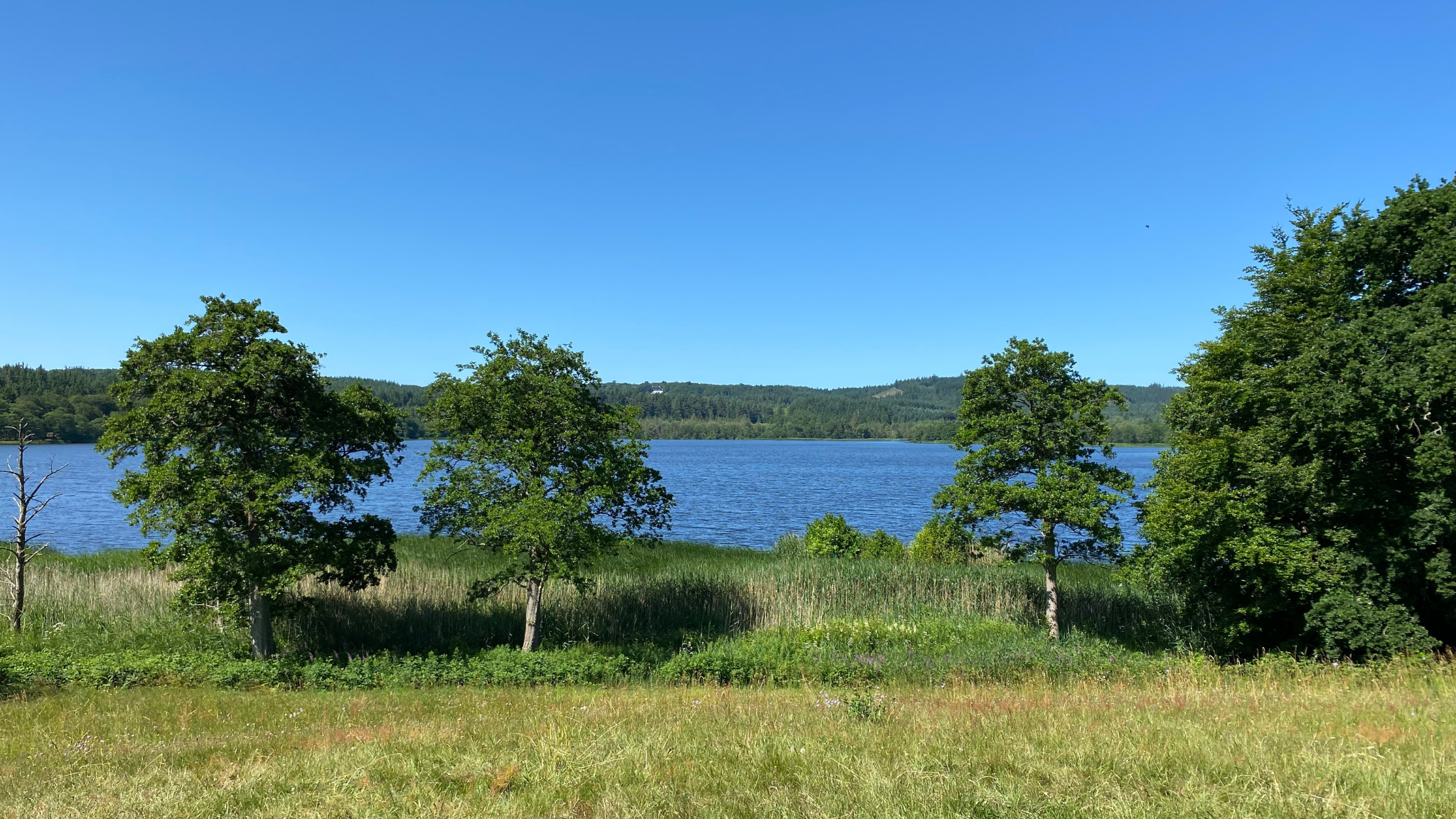 Birksø