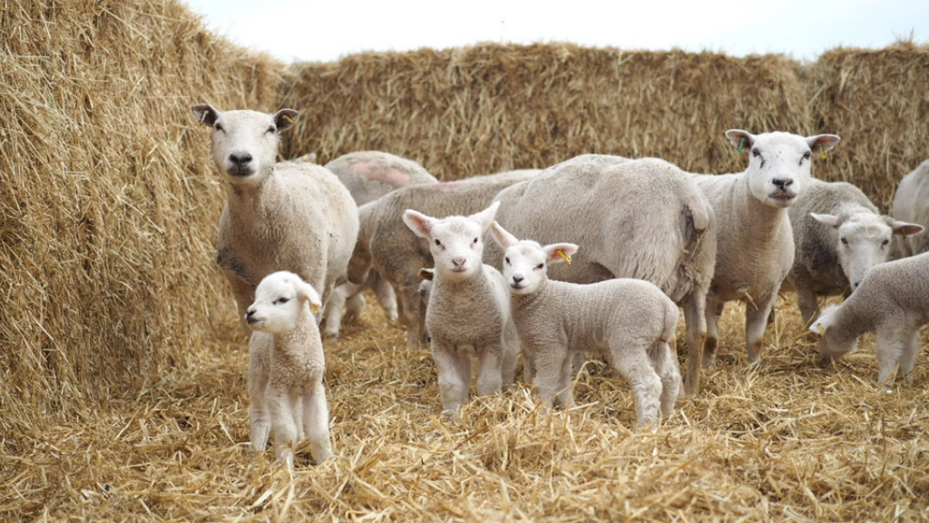 A flock of white sheep and lambs stand surrounded by straw bales in a stack of straw.