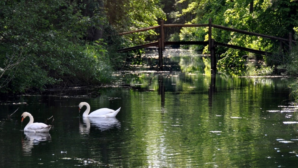 To hvide svaner svømmer i en hyggelig sø i grønne omgivelser.