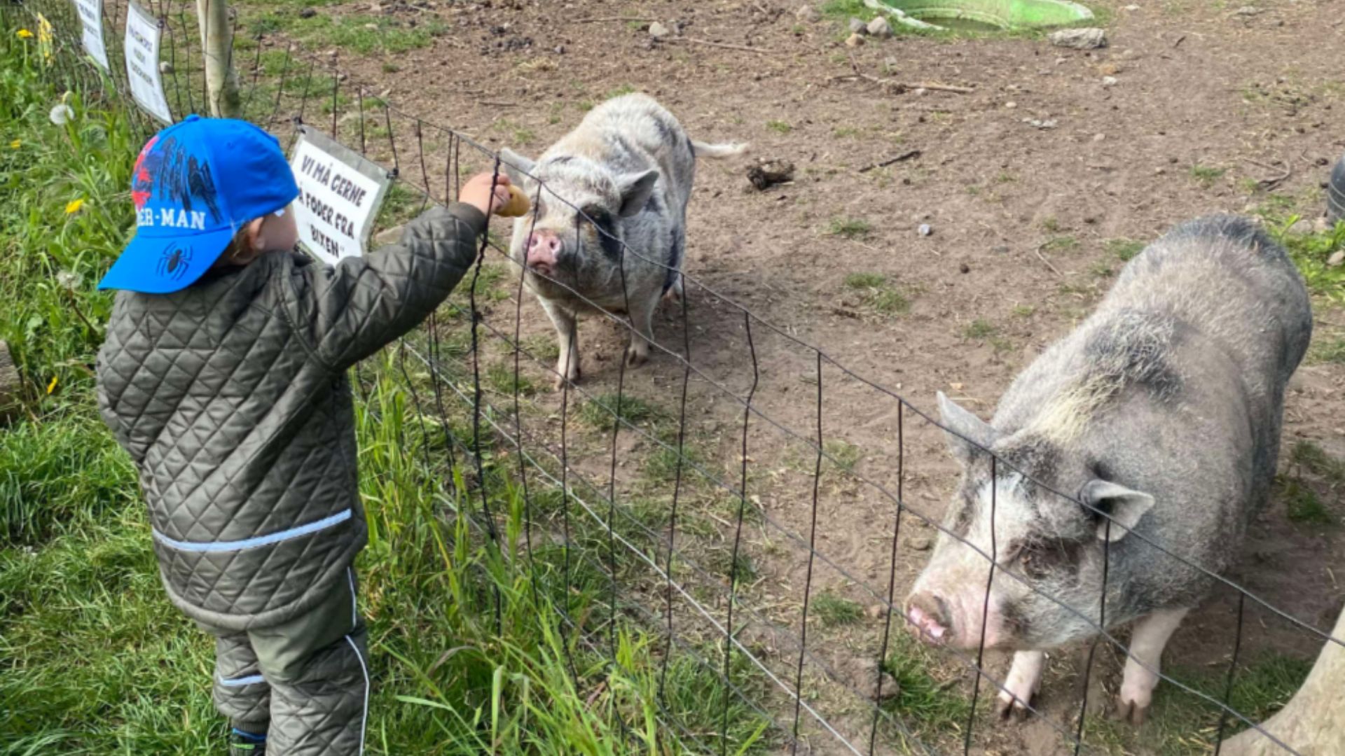 Nørregårdsminde Visitor Farm