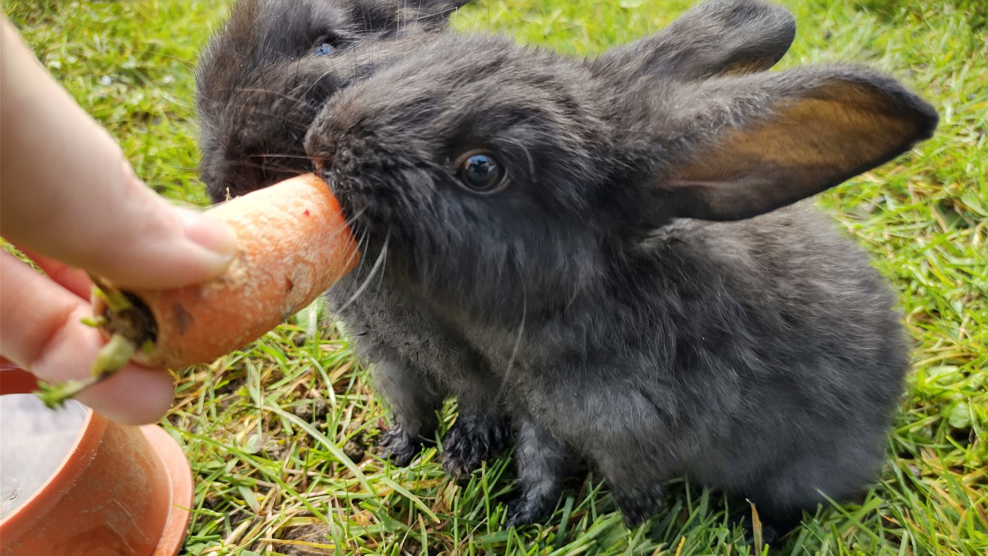 Nørregårdsminde Visitor Farm
